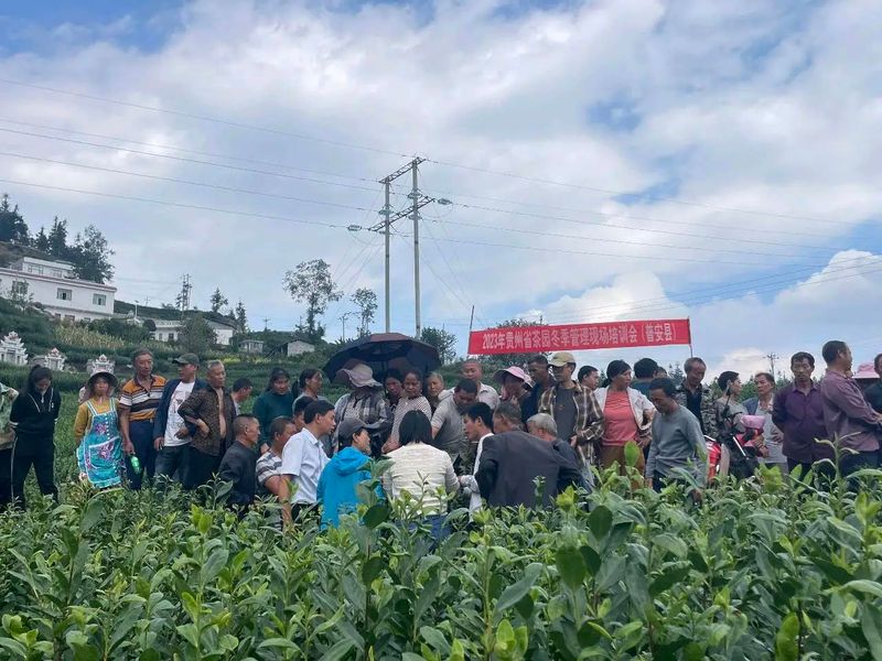 贵州普安县茶厂电话-贵州普安县茶厂电话号码