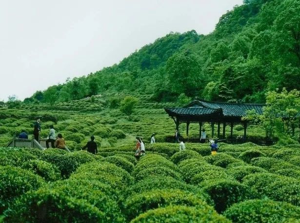 云南普洱茶马古道：千年茶文化之旅