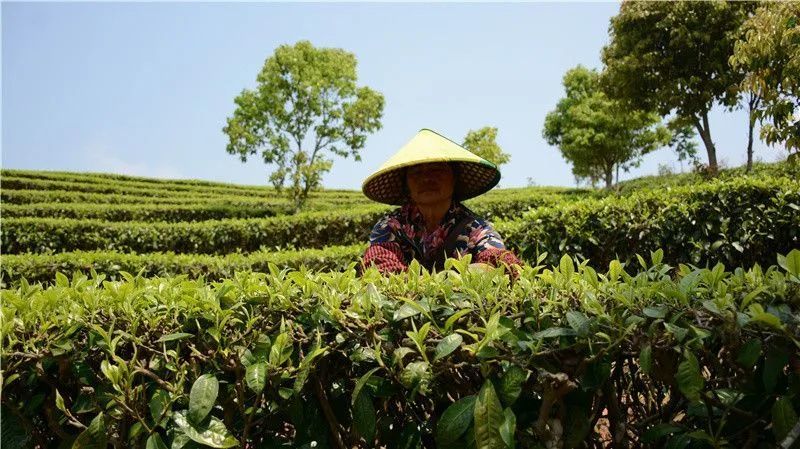 绿色生态普洱茶种植与科研基地：江屯的独特魅力