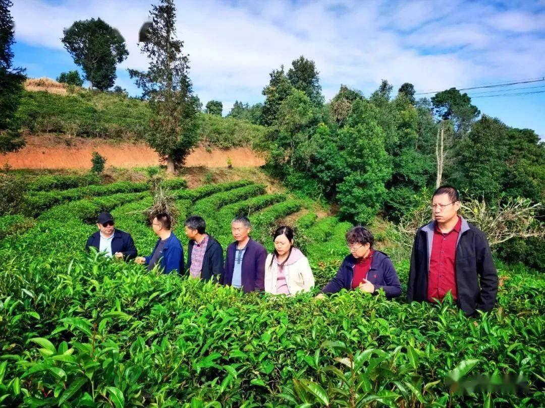 绿色生态普洱茶种植与科研基地：江屯的独特魅力