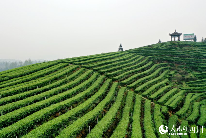 绿色生态普洱茶种植与科研基地：江屯的独特魅力