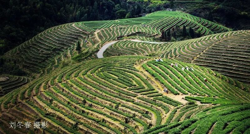 绿色生态普洱茶种植与科研基地：江屯的独特魅力