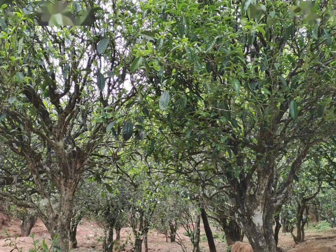 绿色生态普洱茶种植与科研基地：江屯的独特魅力