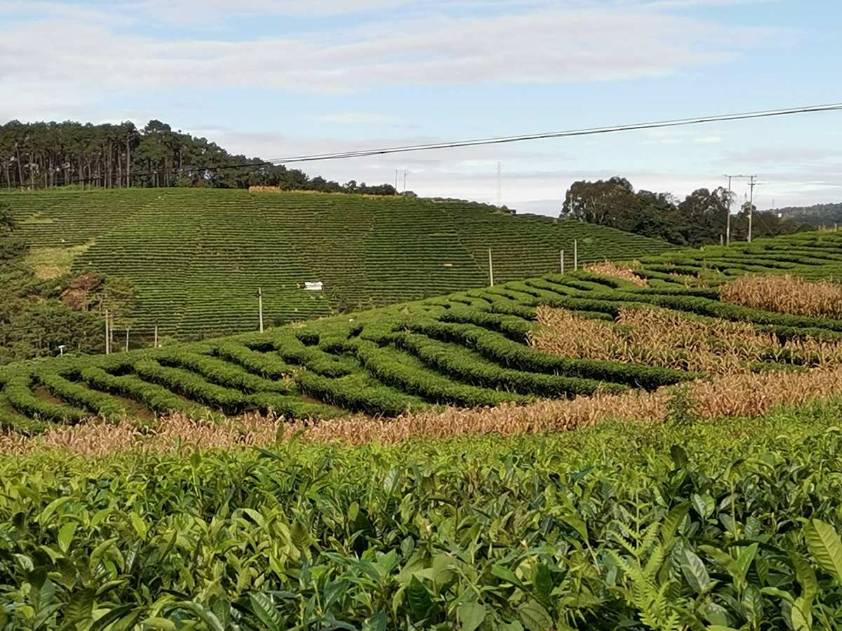 绿色生态普洱茶种植与科研基地：江屯的独特魅力