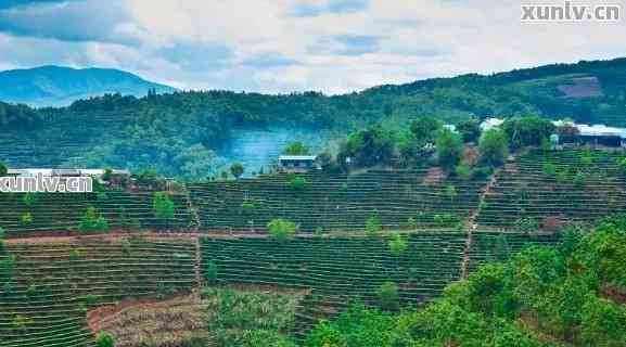 绿色生态普洱茶种植与科研基地：江屯的独特魅力