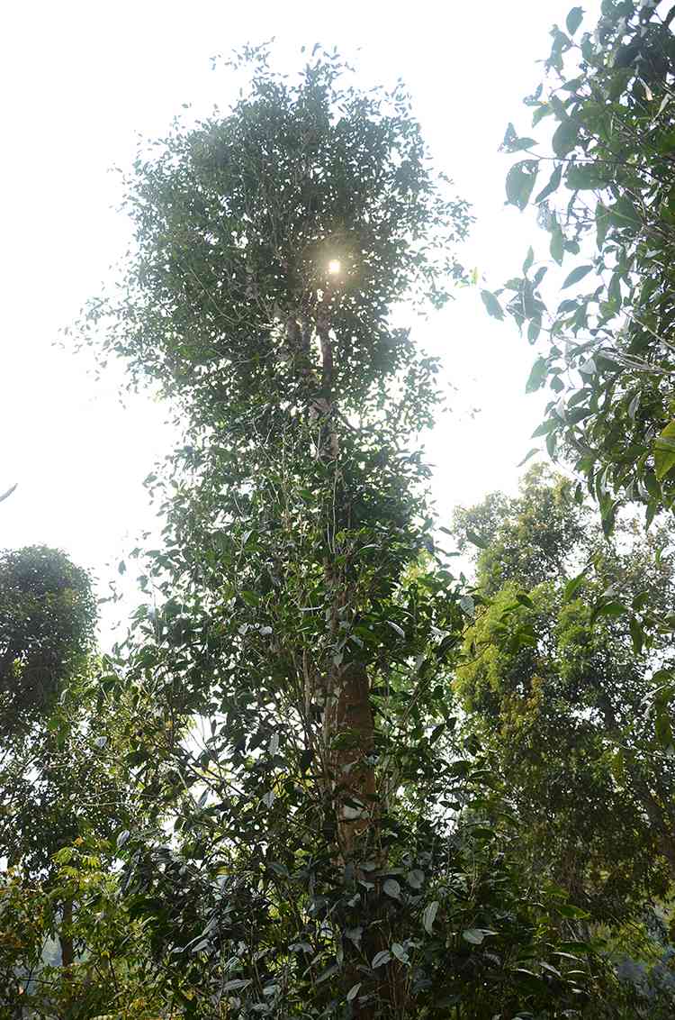 百花潭普洱茶：生产地与古树茶的完整指南