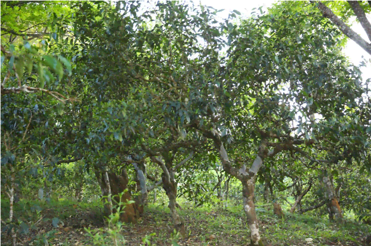 新 古树普洱茶头采春之选，精选优质茶叶展现独特韵味