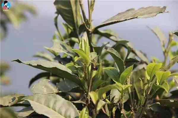 普洱茶一叶一芽名称