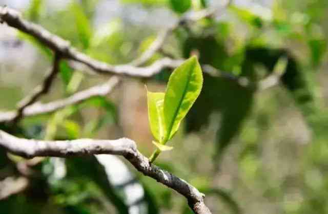 百年古树普洱茶的神奇功效：健、抗氧化与抗癌的秘密