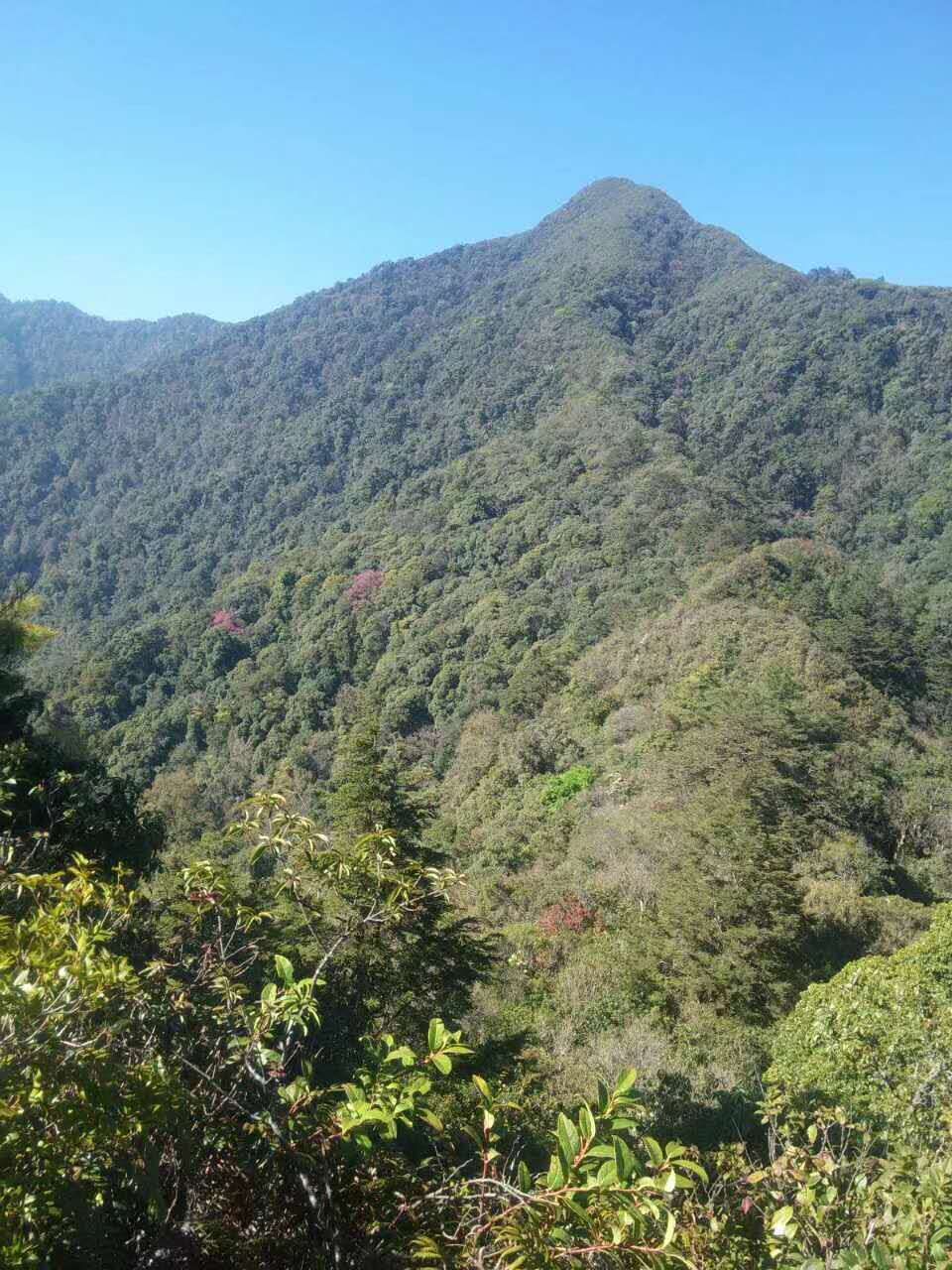 新古木普洱茶的珍稀价值与市场价格分析