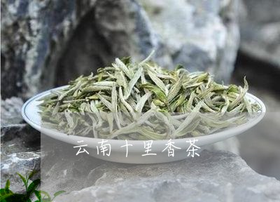 云南十里香绿茶-价格表