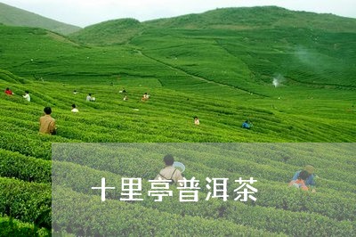 云南十里香茶普洱茶