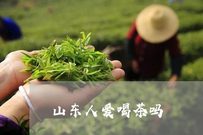 山东人喝普洱茶多吗