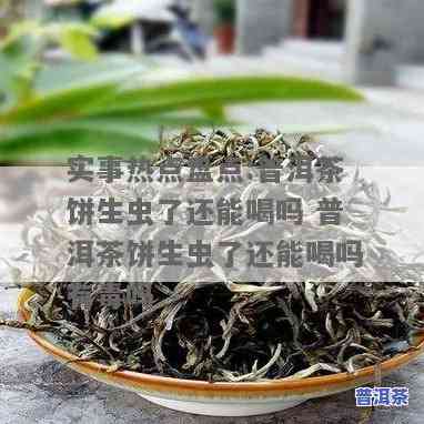 普洱茶里有小龟子吗？能喝吗？普洱茶里有小虫怎么办？