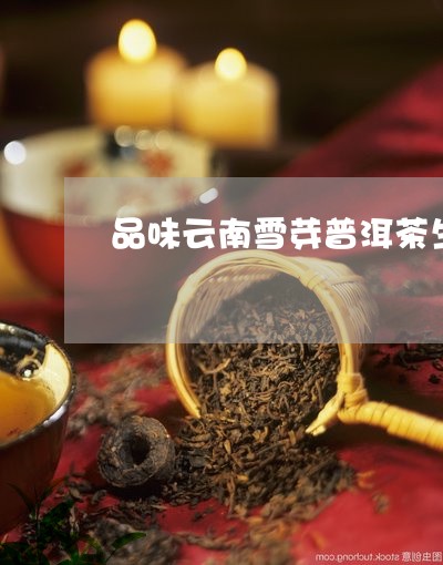 雪芽普洱茶口感如何：品评其独特的风味与品质