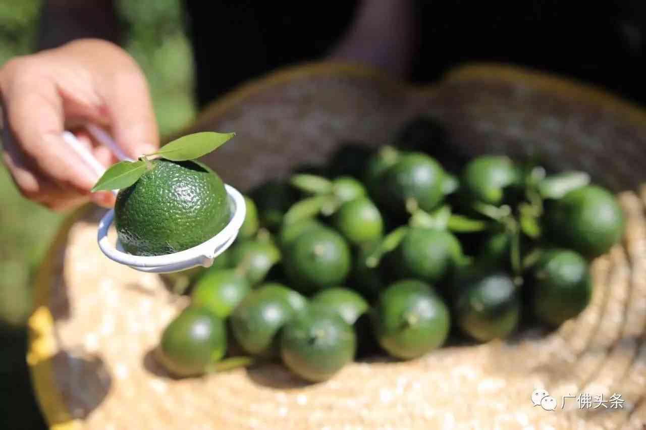 青柑普洱茶包小包装