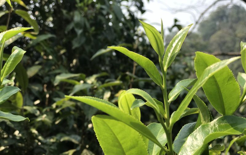 勐海县普洱茶原产地