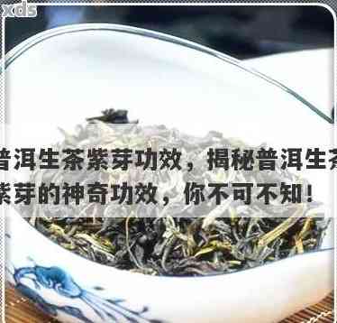 紫牙普洱茶：品种特点、口感、功效与冲泡方法全方位解析