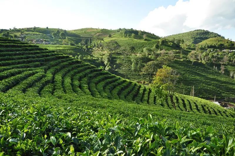 新 勐海县裕元茶厂：云南西双版纳州的绿色宝石茶叶生产基地