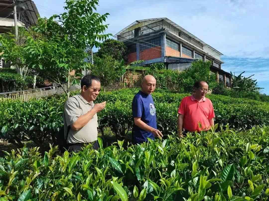 新 勐海县裕元茶厂：云南西双版纳州的绿色宝石茶叶生产基地