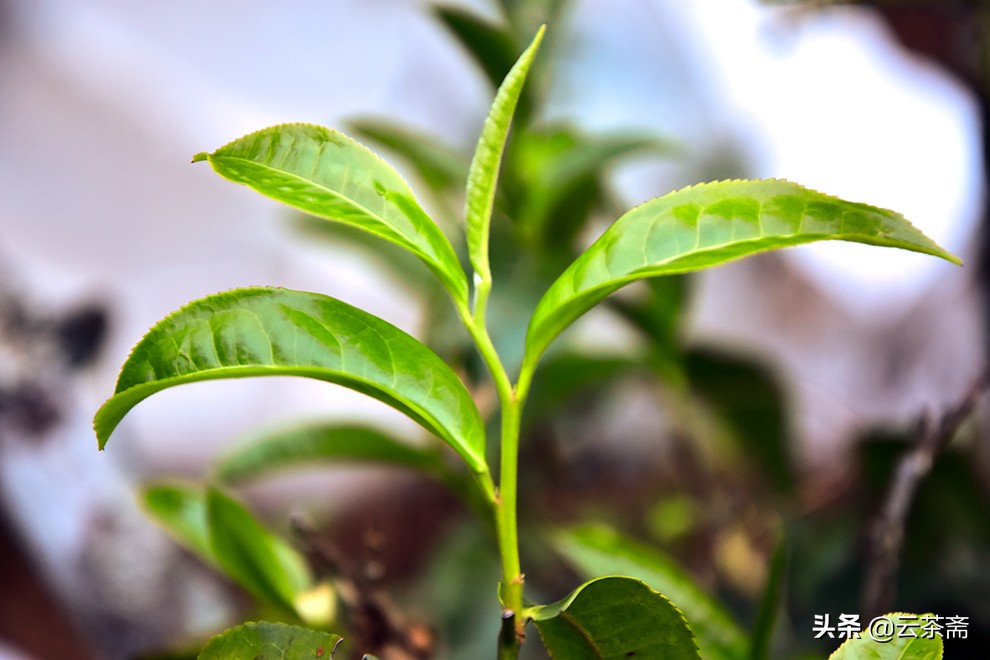 探究普洱茶一芽一叶与一芽二叶的品质差异，以便为您挑选更优茶品