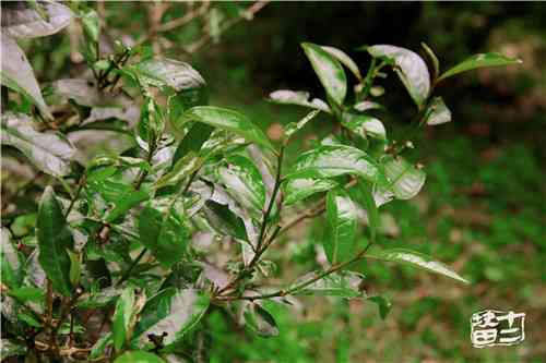 普洱茶在代谢中的作用：何时喝茶最适宜？