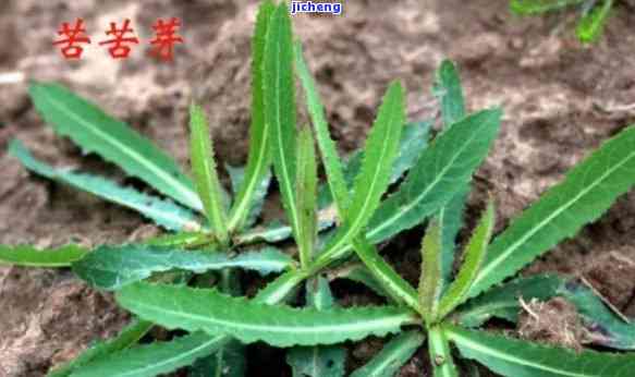 苦苣茶的全面功效、作用与禁忌解析：了解其对健的影响与注意事项