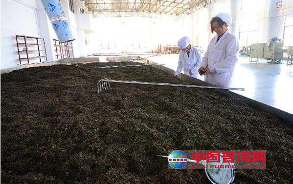 普洱茶枣香发酵成熟工艺流程