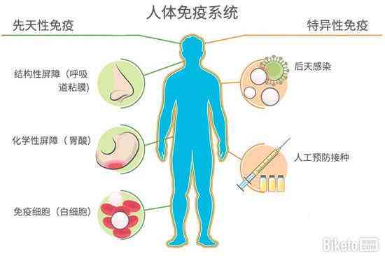 小李子的作用和功效：营养丰富，有助于消化、抗氧化、增强免疫力等。