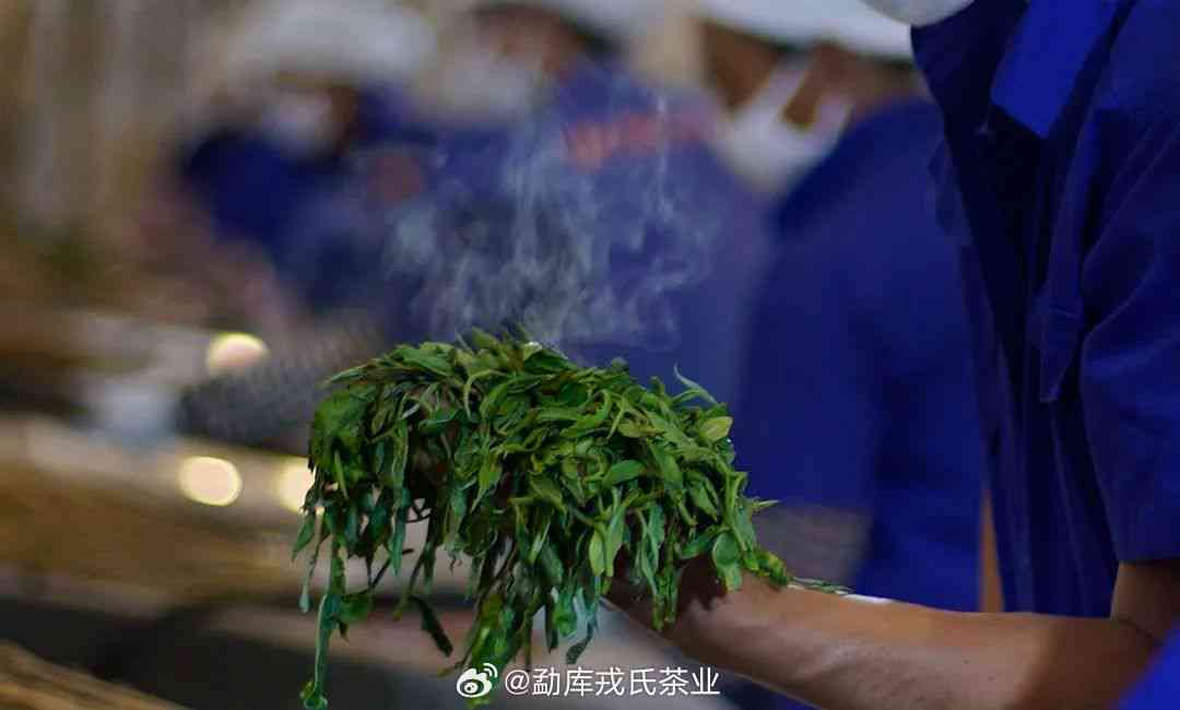 探索普洱茶杀青工艺：关键技术与独特风味的生成