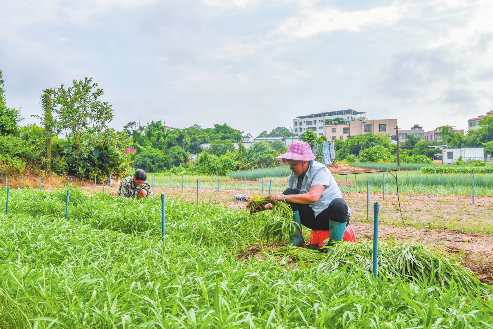 庆阳地区哪里适合种植玉米？请提供详细的地点信息。