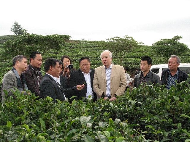 全面解析：优质普洱茶品种、品质与选购指南，助您轻松选对好茶