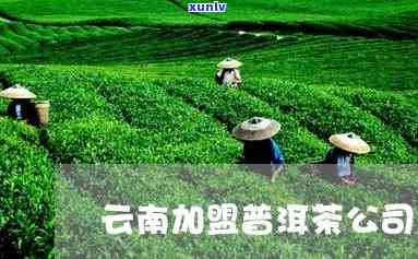 找普洱茶合作的平台