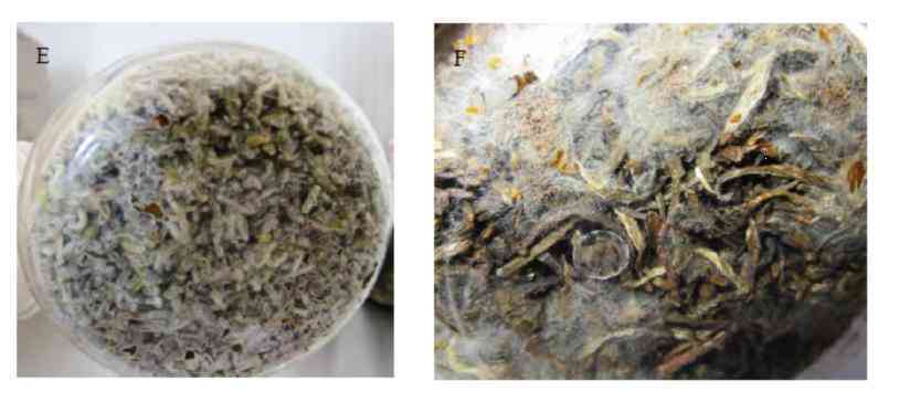 普洱茶价格2008:老木茶品的珍藏价值与市场行情分析