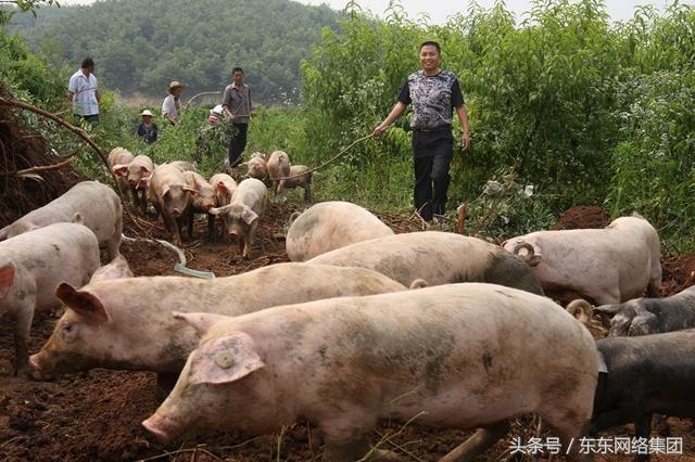 2019年土鸡沱市场价格分析：供需关系、养殖成本、消费趋势等多方面因素影响