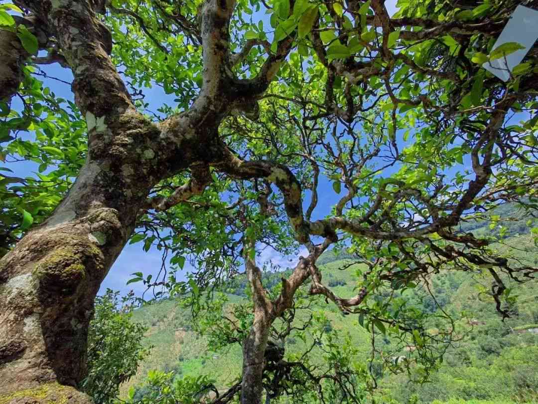 云南古树普洱茶：生态种植与千年传承的完美结合