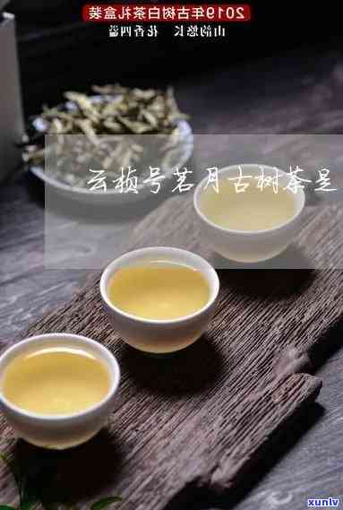 云桢茶业一品香普洱茶：品质、产地、制作工艺与口感全面解析