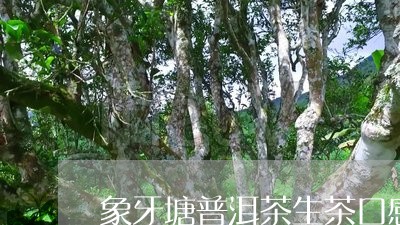 '象牙塘普洱茶的香味如何？' - 一个关于象牙塘普洱茶香气评价的问题。