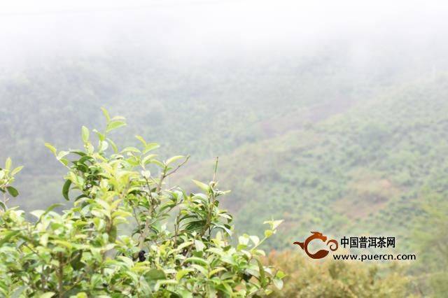 云南金蟾山普洱茶的产地在哪里？