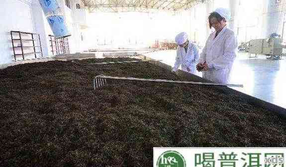 生普洱茶的发酵过程及其对茶叶品质的影响