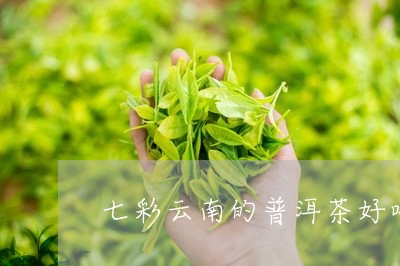 七彩云南普洱茶海龙