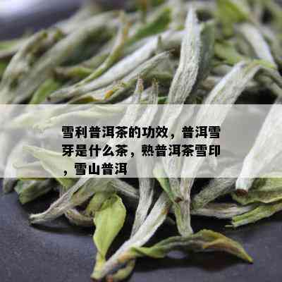 普洱茶雪芽是什么意思呀？价格多少钱？