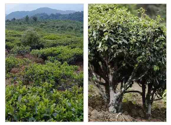 章朗古树普洱茶生茶特点：章郎普洱茶的魅力与特色