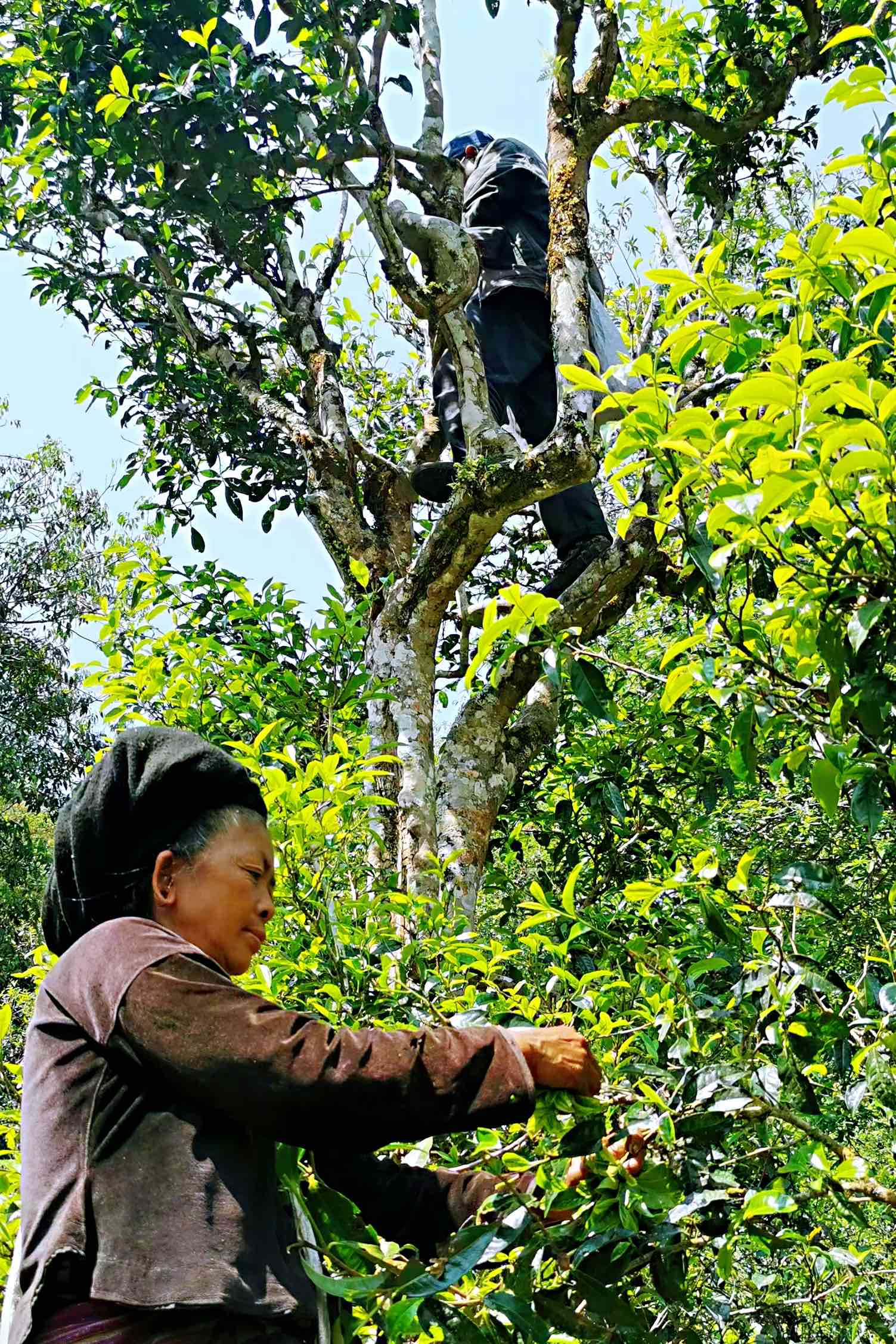 古树普洱茶：章郎茶品的传承与创新