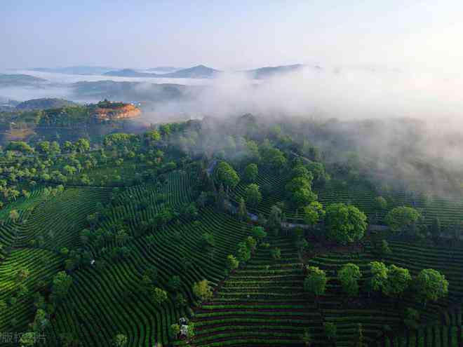 江哪些城市和景点可以存放普洱茶？同时，江省还有哪些地方产茶叶？