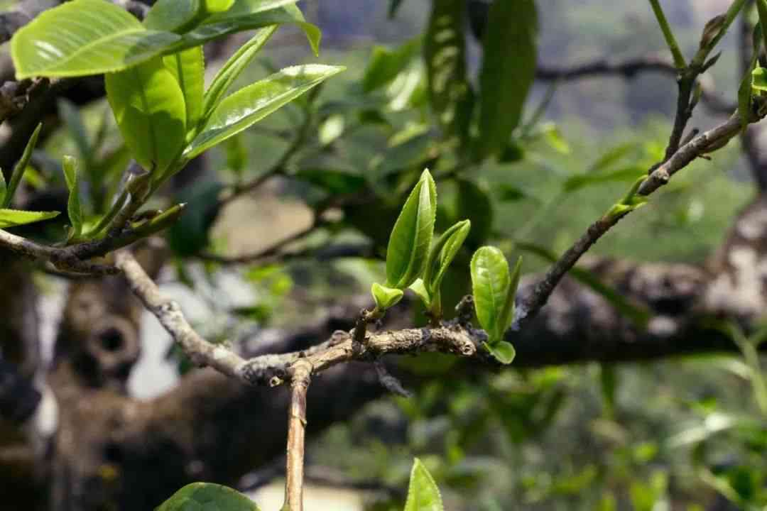 普洱茶：芽的种类与品质的关系探讨