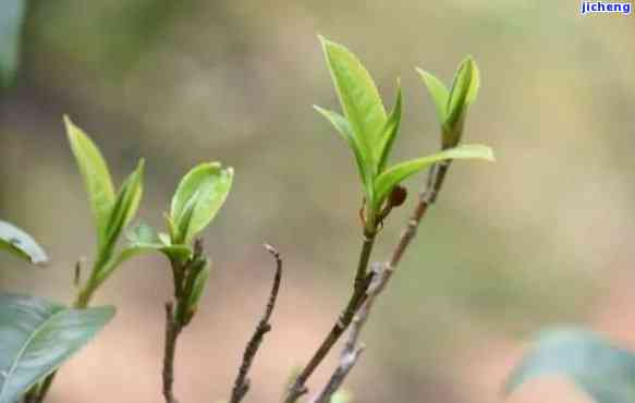 普洱茶：芽的种类与品质的关系探讨