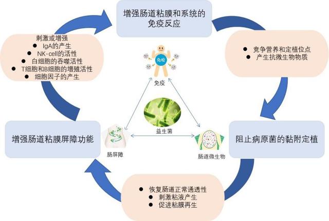 蛋白玉的好处及对人体的多方面益处解析