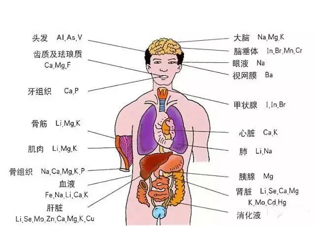 蛋白玉的好处及对人体的多方面益处解析