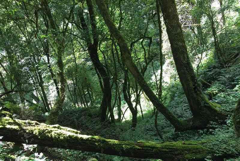 沧源普洱茶属什么茶类